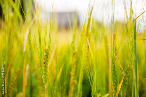 Closeup of ears of barley. There is a defocused village house on the background