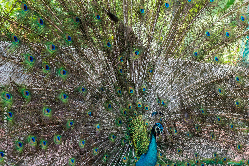 Obraz premium Bird Park, park ptaków, Malezja, Kuala Lumpur