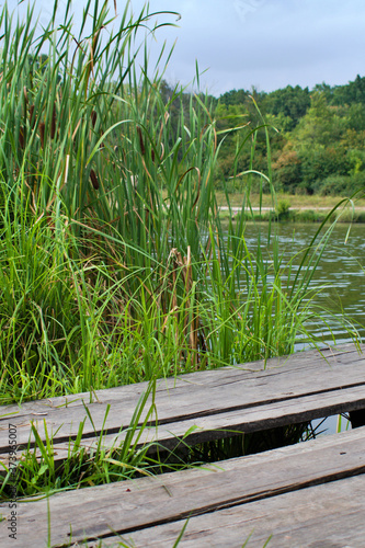 green reeds and wooden footbridge on blurred forest lake background