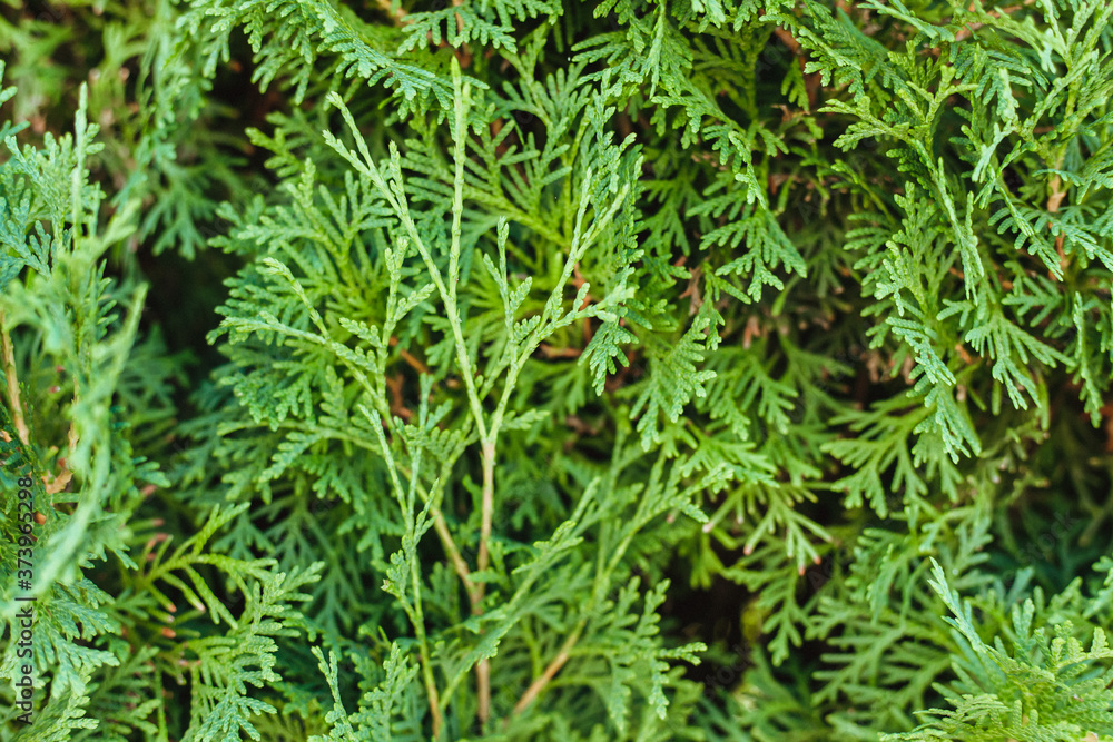 Beautiful green twig of thuja.Lush green background. Beautiful green twig of thuja.Lush green background.