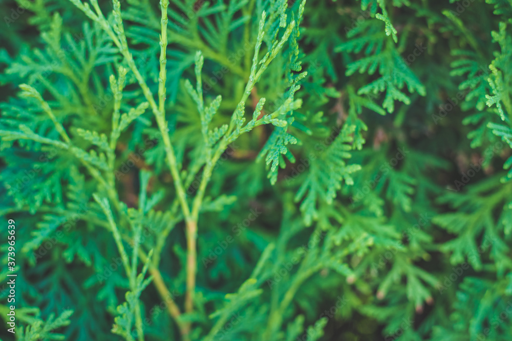 Beautiful green twig of thuja.Lush green background. Beautiful green twig of thuja.Lush green background.