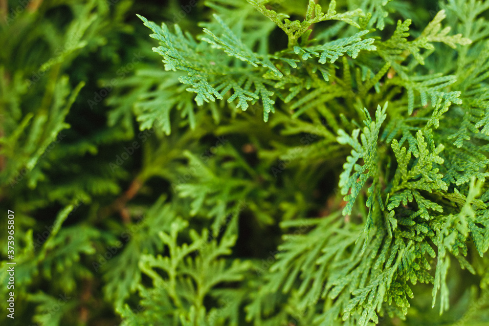 Beautiful green twig of thuja.Lush green background. Beautiful green twig of thuja.Lush green background.