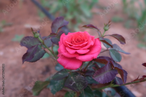 pink rose of green leaves