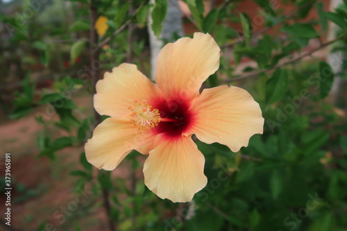 flower of a red rose