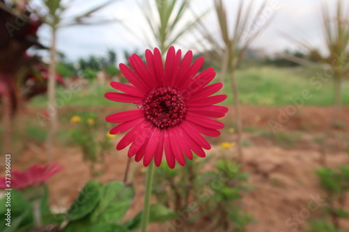 pink gerber daisy