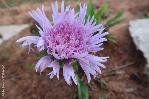 close up of a purple flower