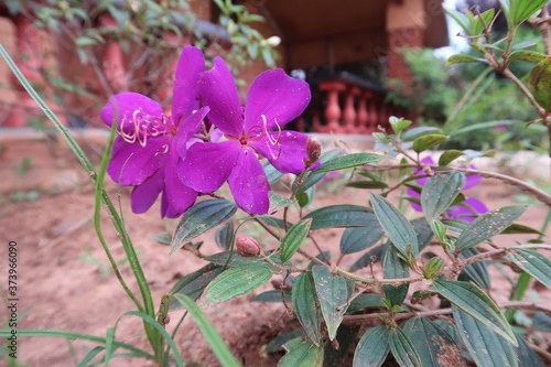 purple flowers in the garden