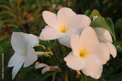 white flower in the garden