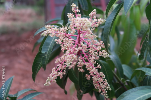 lilac flowers in the wind