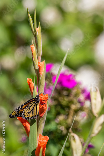 Photography Orange monarch butterfly perched on spike of orange gladiolus flower in garden