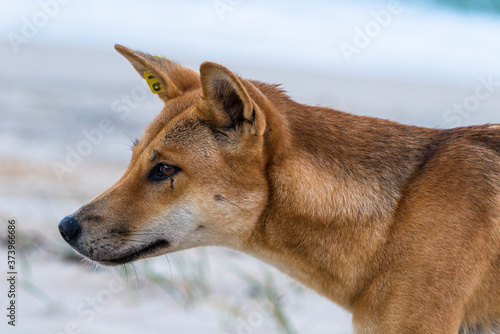 Canvas Print Dingo on 75 mile beach, Fraser Island, Queensland, Australia