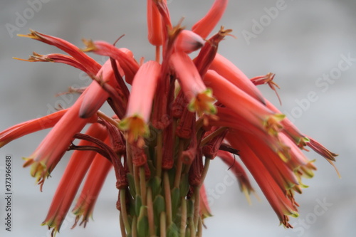 red and yellow flower