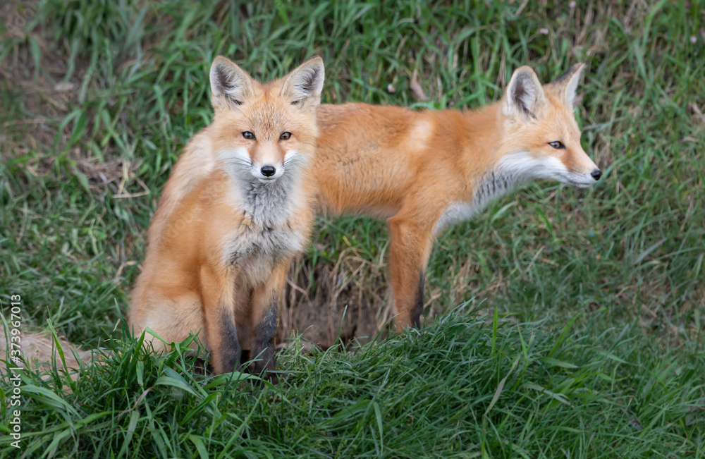 Obraz premium Red fox kit in the wild