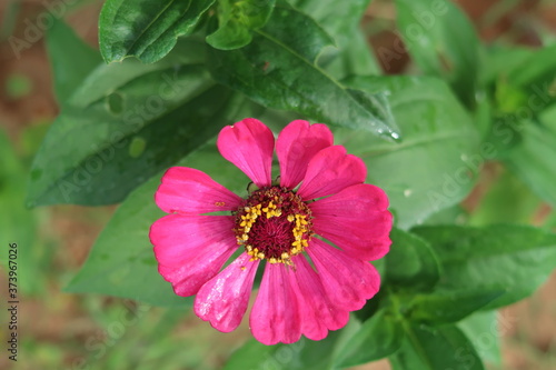 pink and white flower