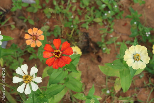 flowers in the garden