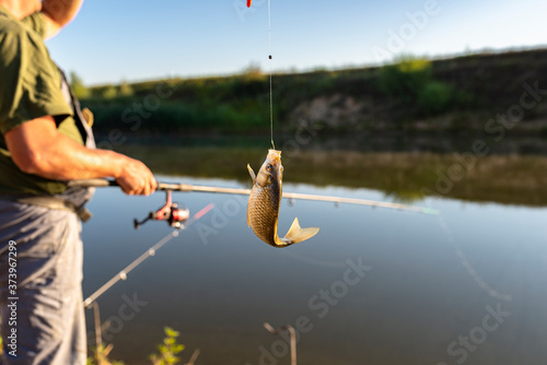 Crucian fish caught on bait by the lake, hanging on a hook on a fishing rod, in the background an angler catching fishes.