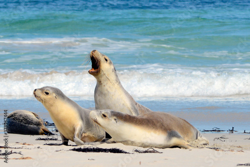 Baying seal on Seal Bay, Kangaroo Island, South Australia.