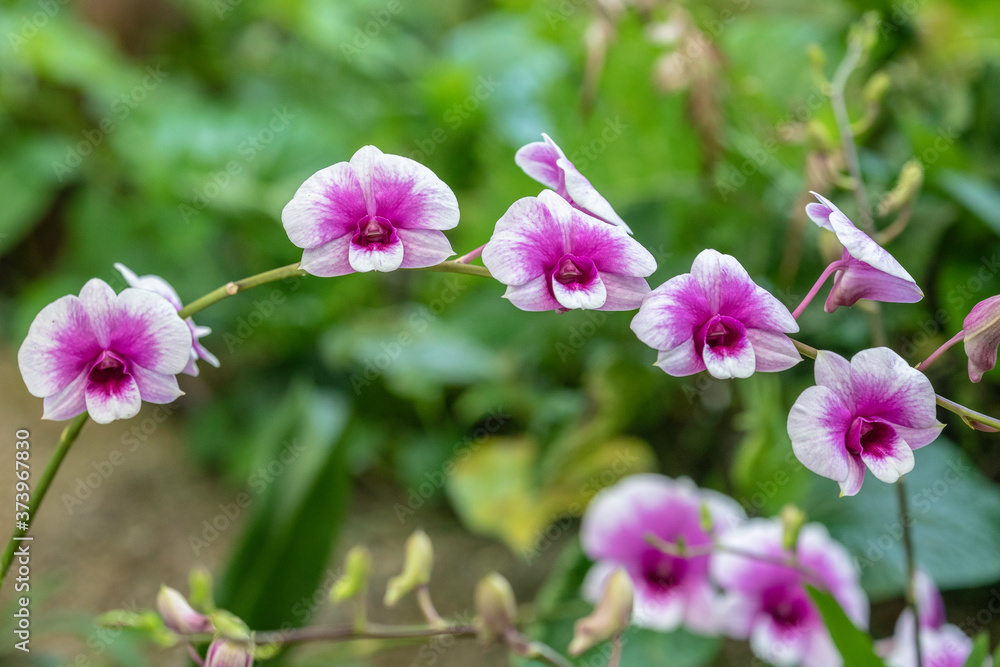 Orchid park Kuala Lumpur, Malaysia