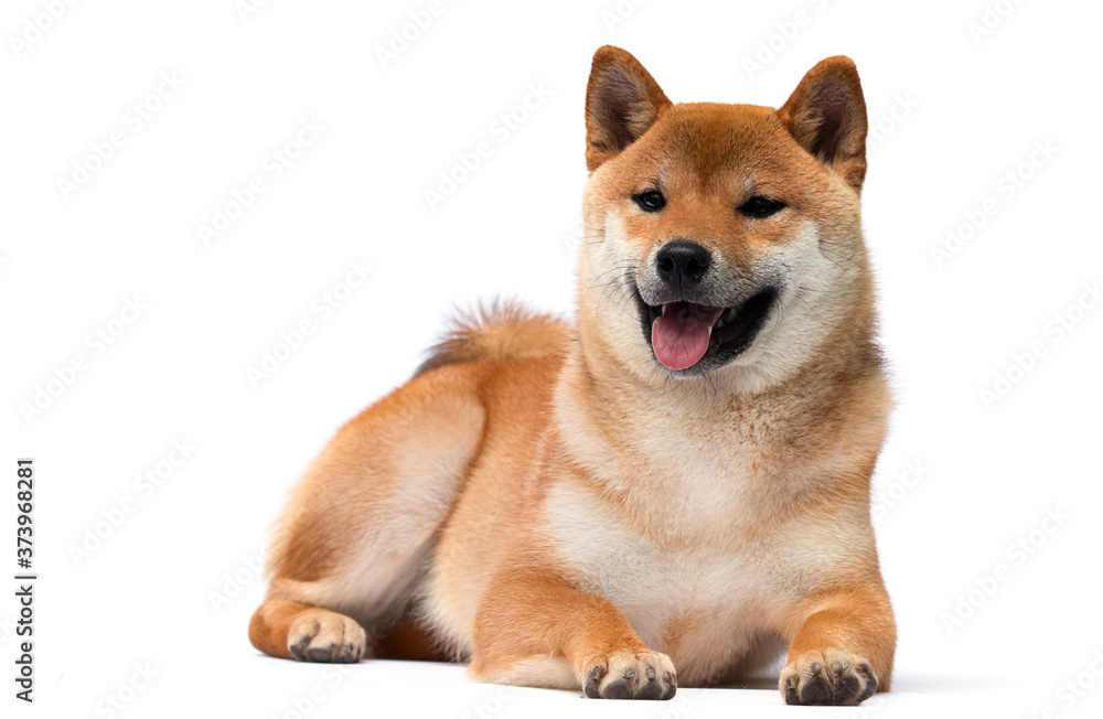 Shiba Inu dog lies on a white background Shiba Inu dog lies on a white background