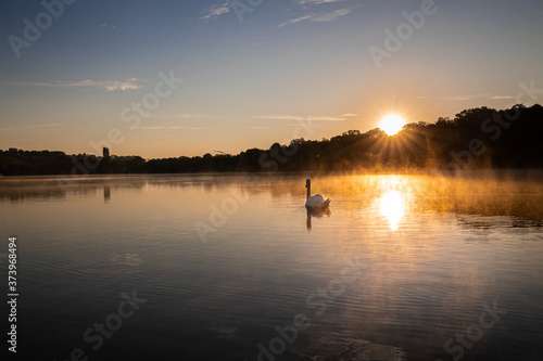 Silhouette eines Schwans im Wasser an einem dunstigen Morgen - Silhouette of a swan in water on a hazy morning 