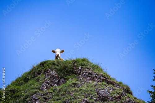 Kuh bei der Aussicht, Cow in the view