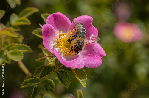 Wildrose mit Biene, Flower wild rose with bee, honey bee
