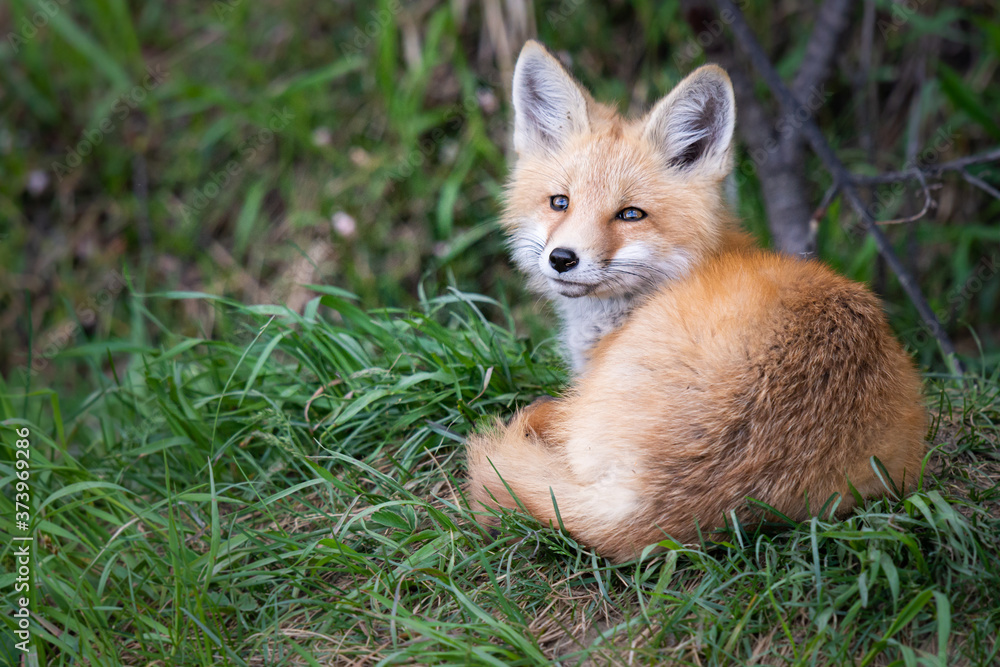 Obraz premium Red fox kit in the wild