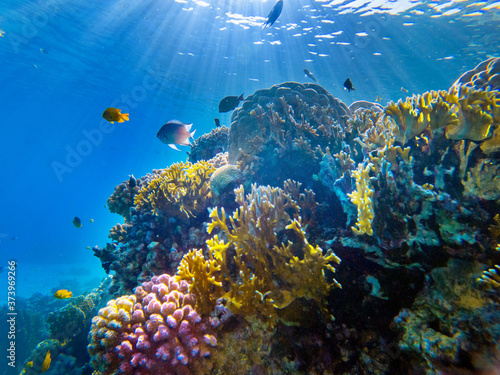 Obraz na płótnie colorful corals and exotic fishes at the bottom of the red sea. beautiful natural summer background w salonie