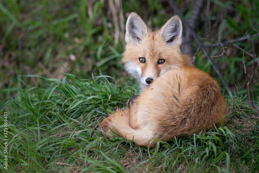 Obraz premium Red fox kit in the wild