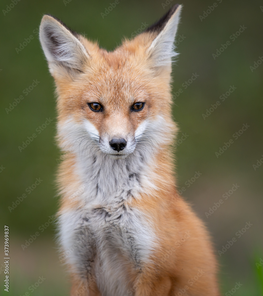 Fototapeta premium Red fox kit in the wild