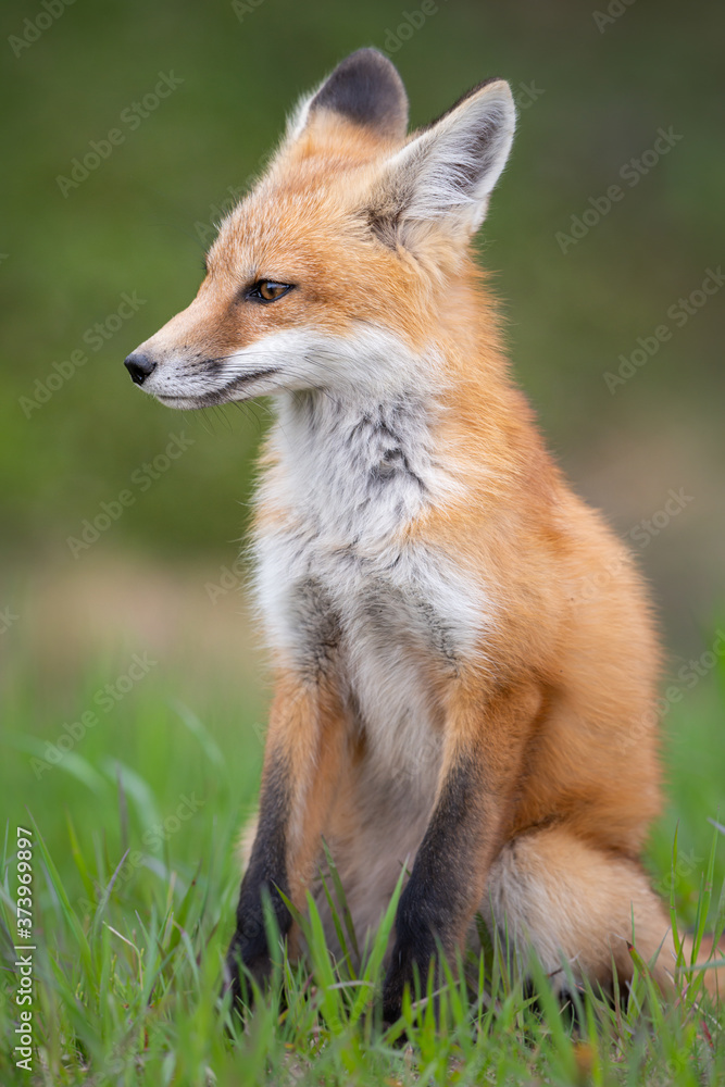 Red fox kit in the wild Red fox kit in the wild