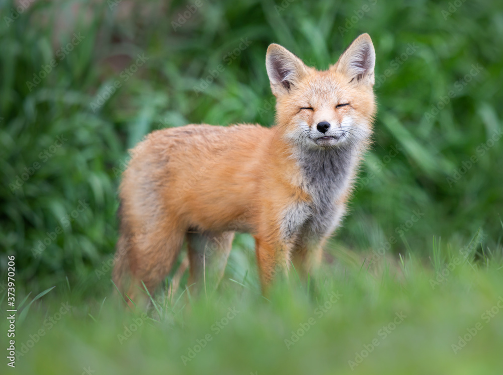 Obraz premium Red fox kit in the wild