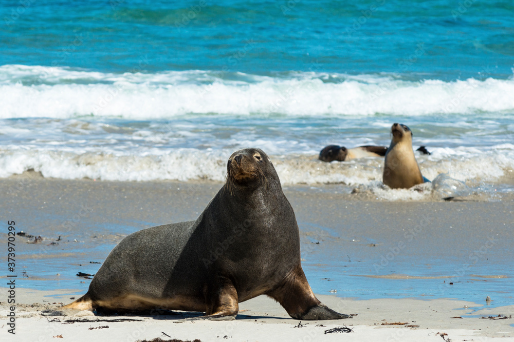 Fototapeta premium Seals on Seal Bay in Kangaroo Island, South Australia. 
