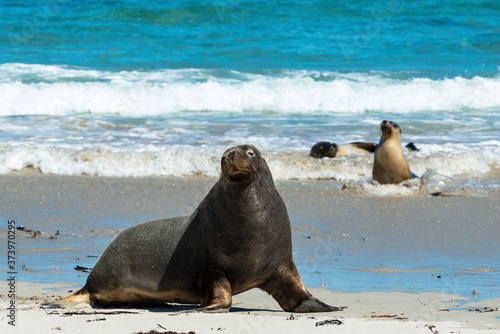 Seals on Seal Bay in Kangaroo Island, South Australia. 