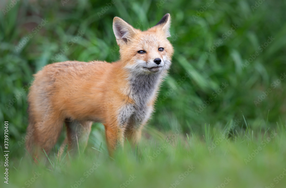 Obraz premium Red fox kit in the wild