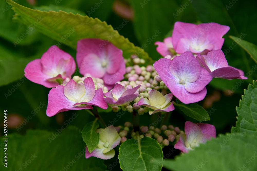 Hydrangea serrata beautiful pink flowering plant stock images. Beautiful pink flower images. Summer purple flower with green leaves photo images Hydrangea serrata beautiful pink flowering plant stock images. Beautiful pink flower images. Summer purple flower with green leaves photo images