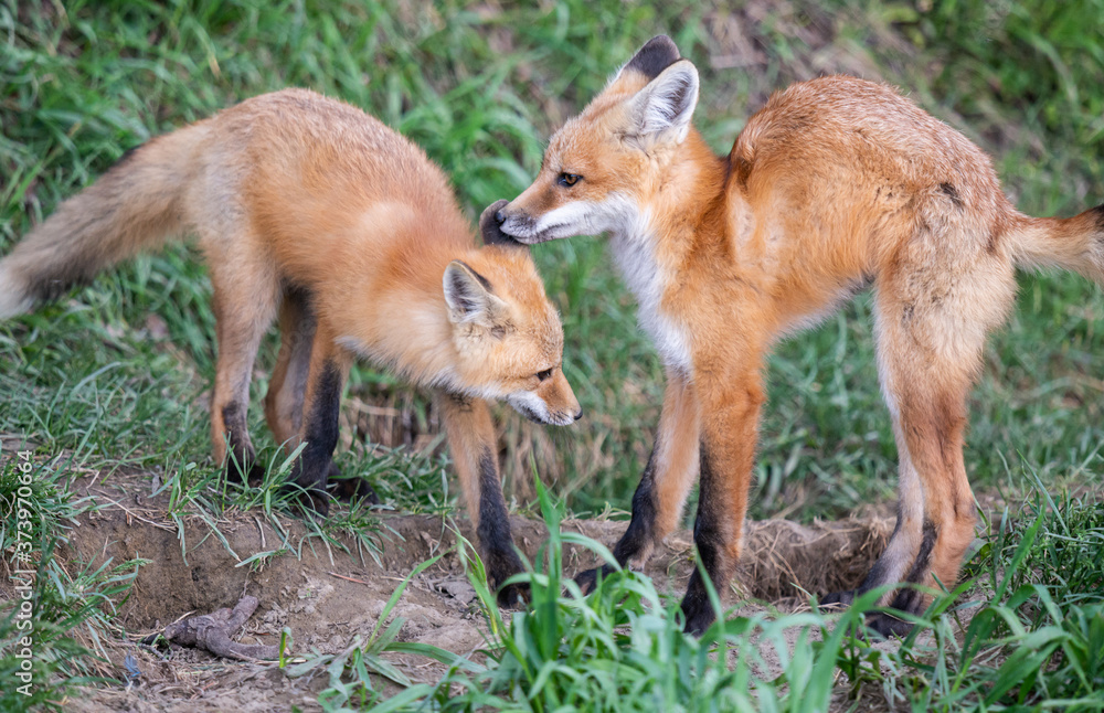 Fototapeta premium Red fox kit in the wild