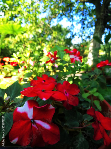 flowers in the garden