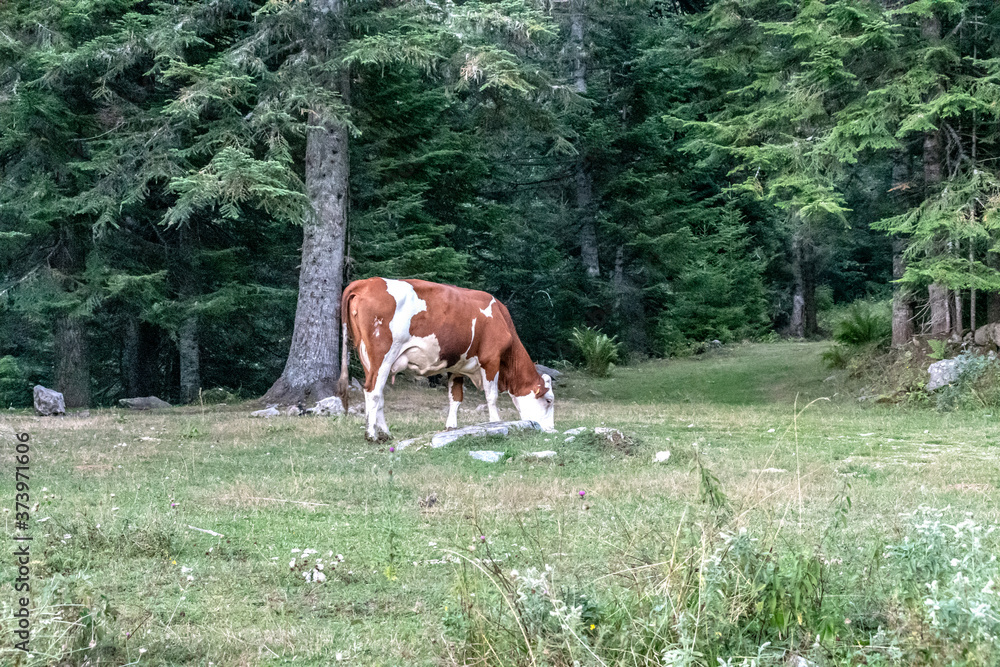 vache en pâturage dans les Alpes