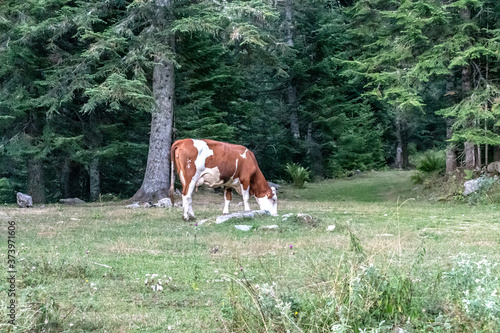 vache en pâturage dans les Alpes