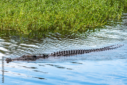 Saltwater crocodile wading through Yellow Water Wetlands in Kakadu national park in the Northern Territory of Australia. 