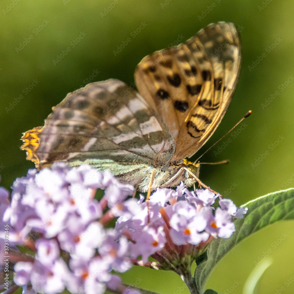 Fototapeta premium Papillon sur une fleur