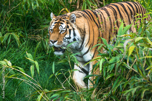 Bengal Tiger walking through vegetation.