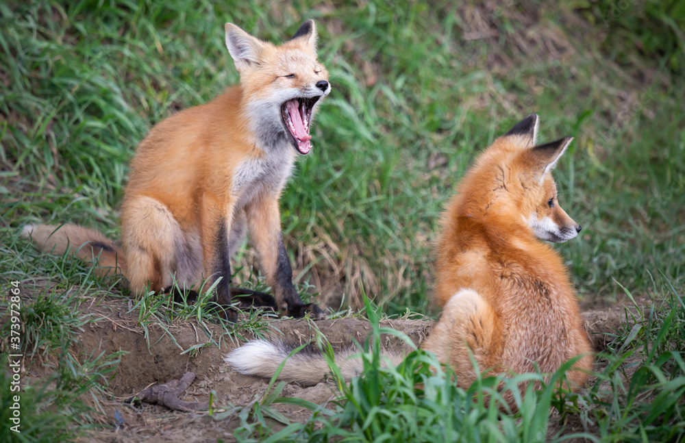 Obraz premium Red fox kit in the wild