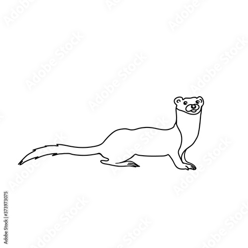 Weasel vector illustration. Forest ferret simple drawing.