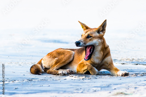 Obraz na plátne Dingo on seventy five mile beach on Fraser Island, Queensland, Australia