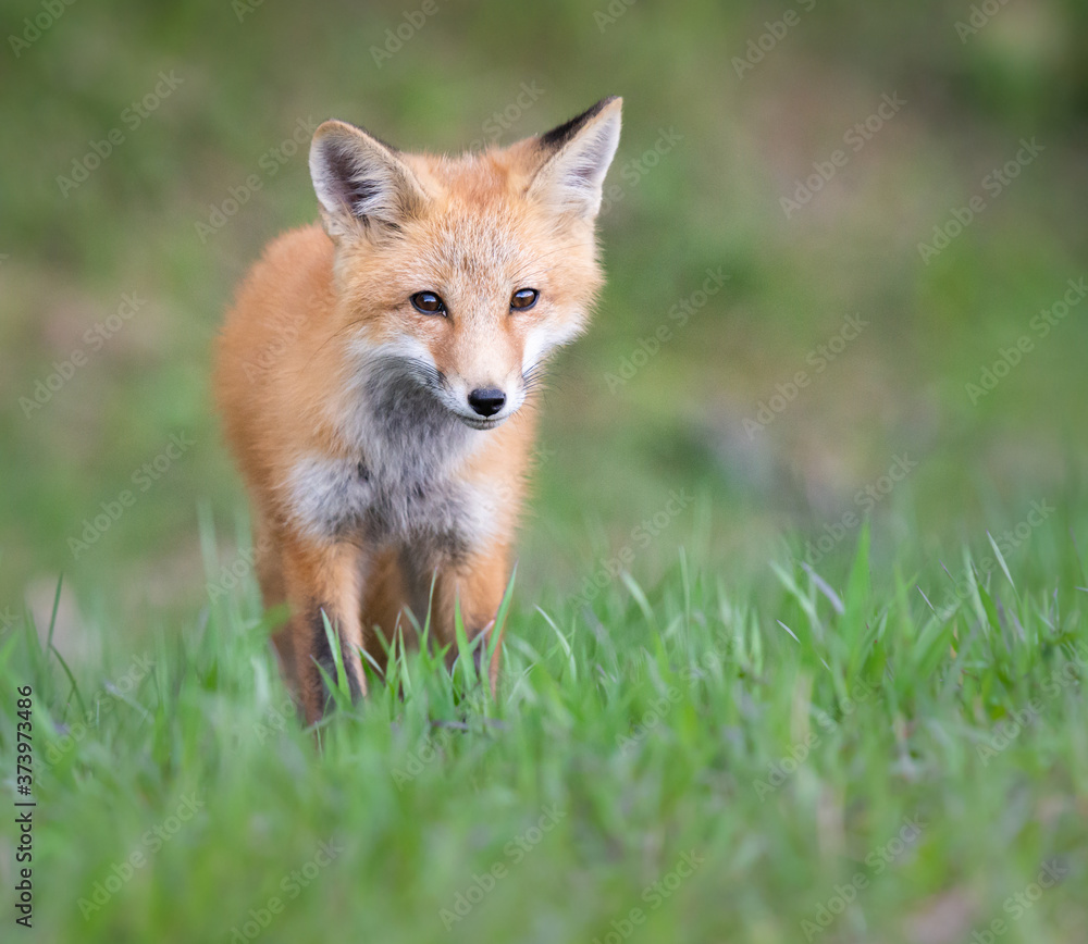 Obraz premium Red fox kit in the wild
