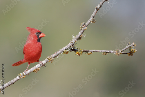 Northern Cardinal (Cardinalis cardinalis) male on branch, South Texas, USA