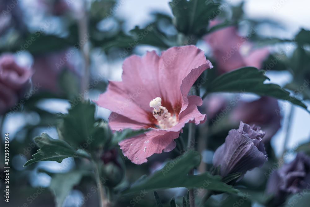 fioletowy kwiat hibiskusa