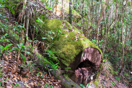 Tree Ferns (Cyatheales), temperate rainforest on Fraser Island, Queensland, Australia